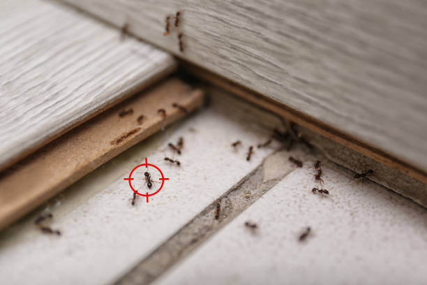 Best Pest Removal Services  in Forest Park, GA
