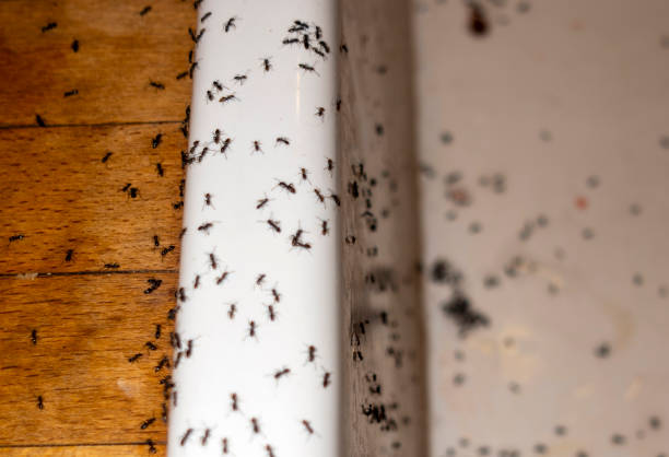 Best Cockroach Control Services  in Forest Park, GA