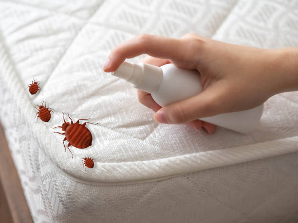Best Spider Control Near Me  in Forest Park, GA