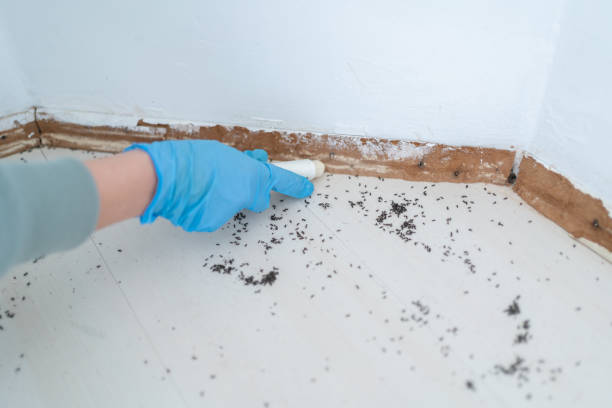 Best Emergency Pest Control  in Forest Park, GA